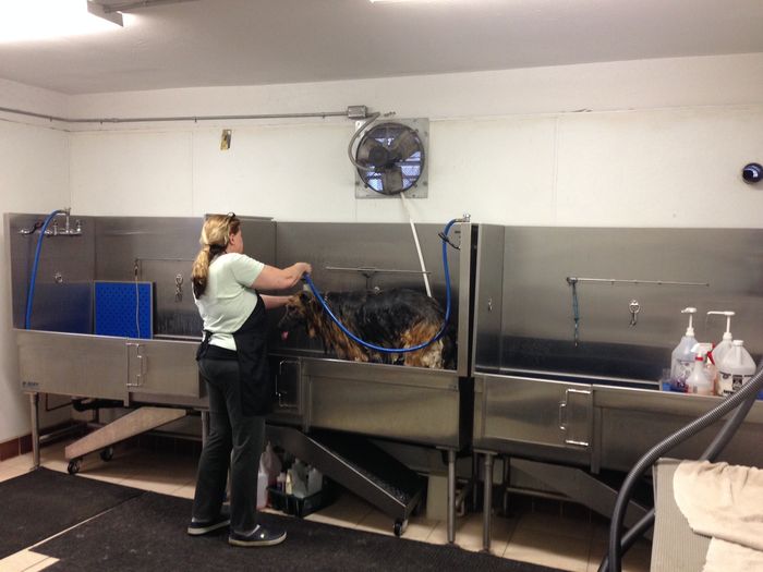 A groomer bathing a dog in one of the raised stainless-steel tubs