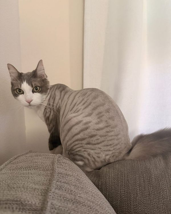 A grey-and-white cat with a short body trim and fluffy tail, looking back at the camera