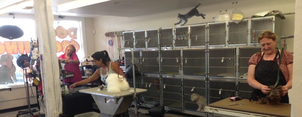 Groomers at work in the grooming room, with a white dog on one table and kennels along the wall