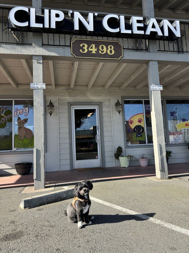 A small, freshly groomed black-and-white dog sitting in the parking lot in front of the Clip ’N’ Clean storefront at 3498 Clayton Road