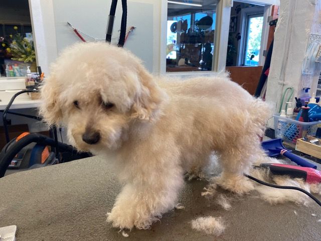 A fluffy cream-colored poodle mix standing on a grooming table in the salon