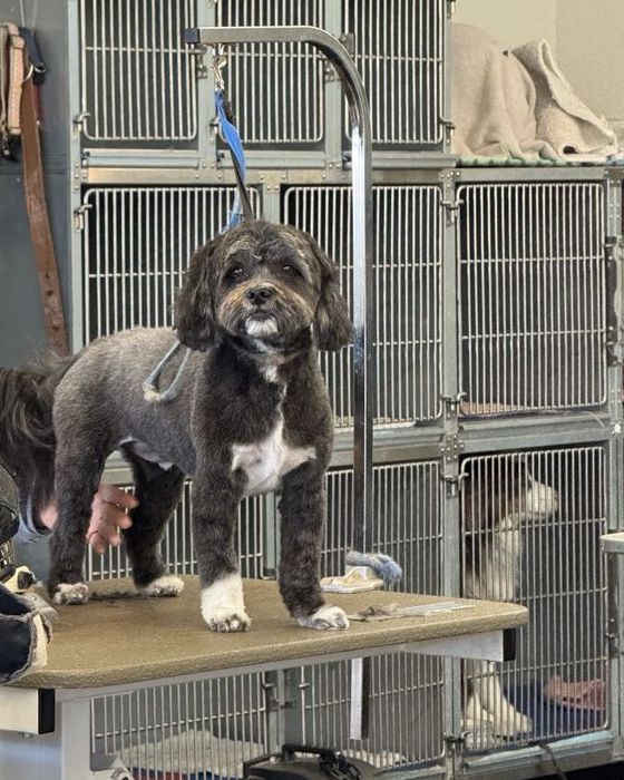 A freshly trimmed curly dog standing on a grooming table inside the salon