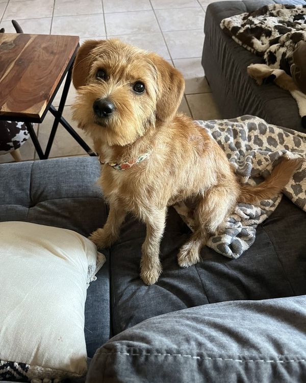 A scruffy tan terrier mix sitting on a couch at home, looking at the camera